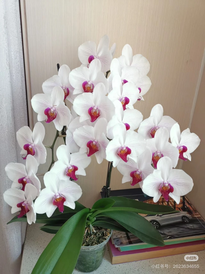 【青川】丹佛蝴蝶兰，3.0寸加高杯花苞株，欧品中花型，易爆花