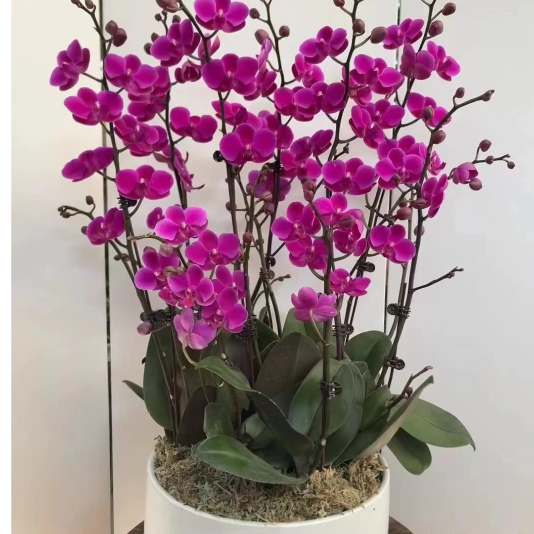 【青川】满天红蝴蝶兰3.0寸加高杯花剑苗，小花型易爆花桌面绿植