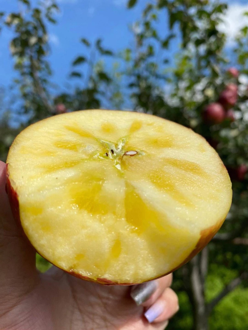 新疆阿克苏冰糖心苹果脆甜多汁，顺丰