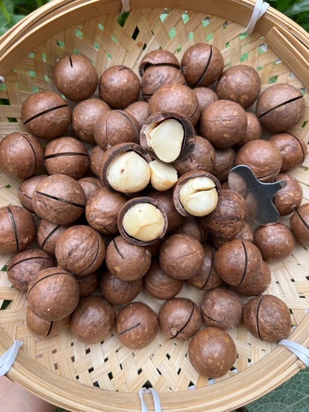 澳洲特大颗粒夏威夷果，壳薄出仁率高，奶香细腻酥脆