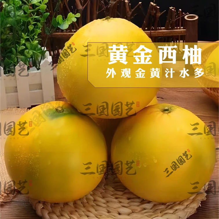黄金西柚容器苗新品种皮薄肉厚爆汁口感柚子苗可庭院阳台盆栽地栽