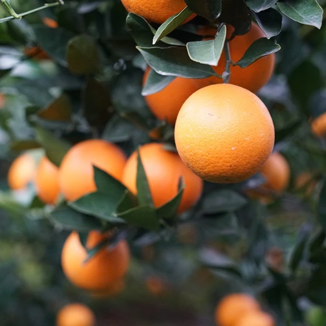 【锦蜜冰糖橙】——嫁接苗好吃易种正宗种植苗木