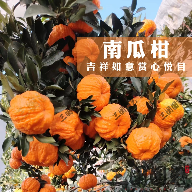 南瓜灯笼柑——好管好看好吃的幸福柑优质嫁接苗好吃苗木发货