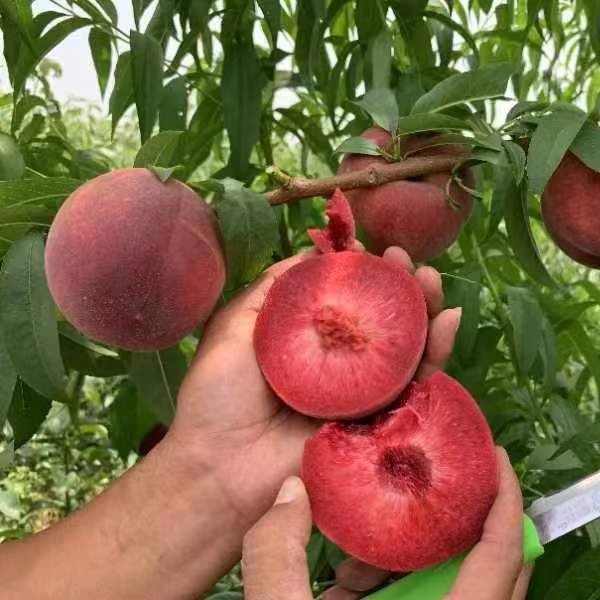 中华紫血桃嫁接容器苗自花授粉红皮红肉高天可盆栽可地栽