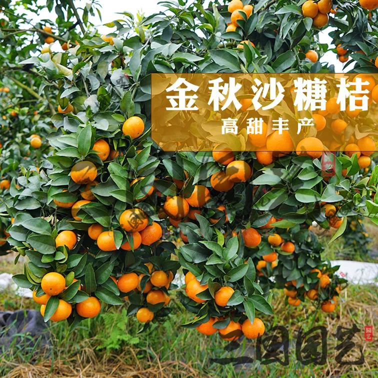 早熟砂糖橘果树苗——砂糖橘嫁接苗好吃易种果树苗纯甜易成活早熟