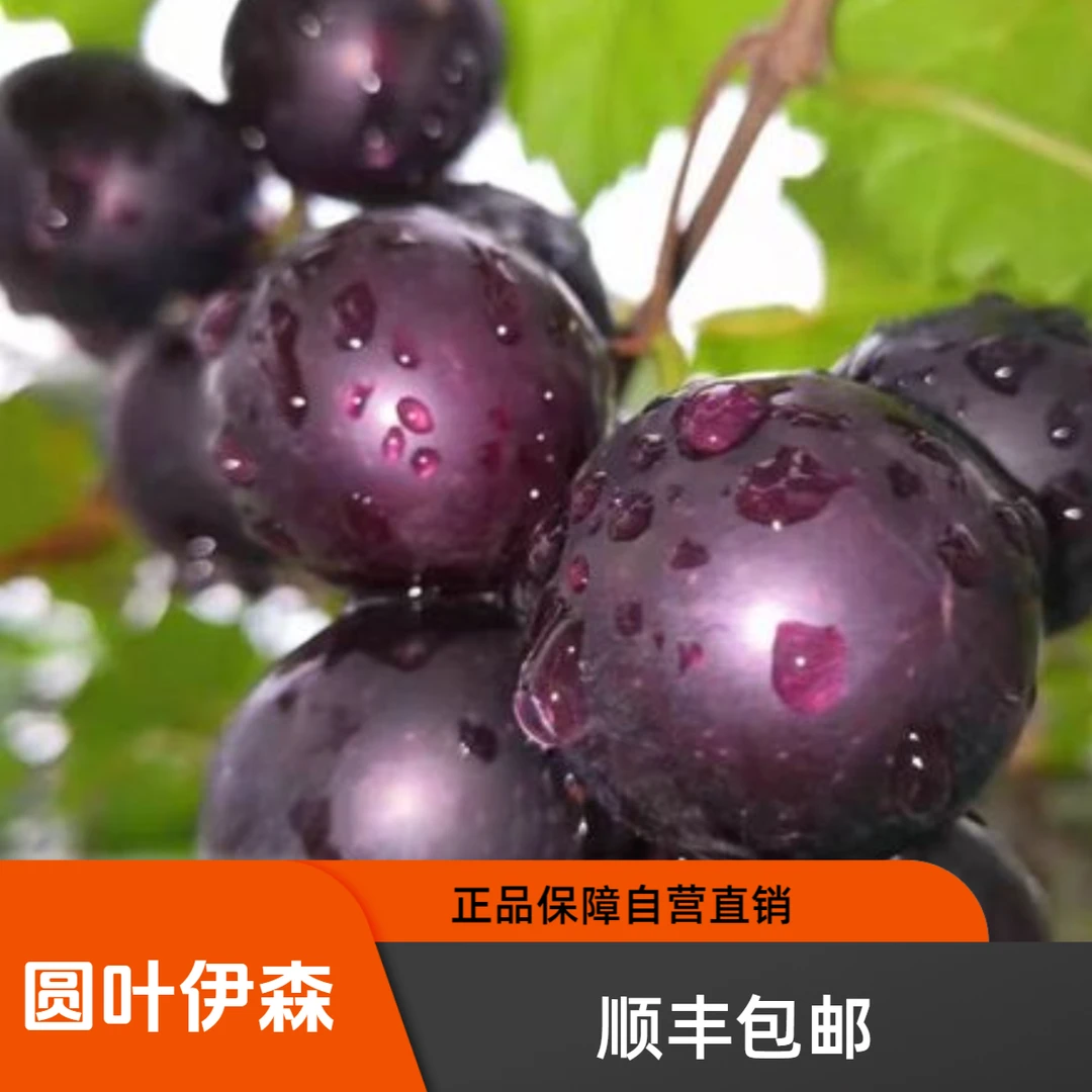 国昱伊森美洲圆叶葡萄易管理自花授粉易挂果大果抗性强果树苗葡萄