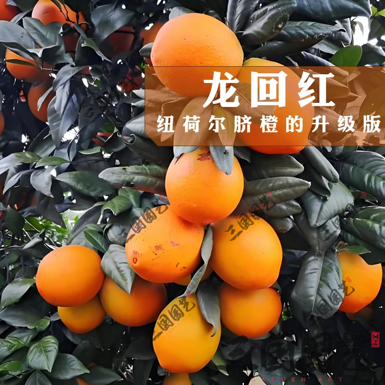 龙回红脐橙-纽荷尔优系品种果树苗嫁接苗好吃纯甜大果自营