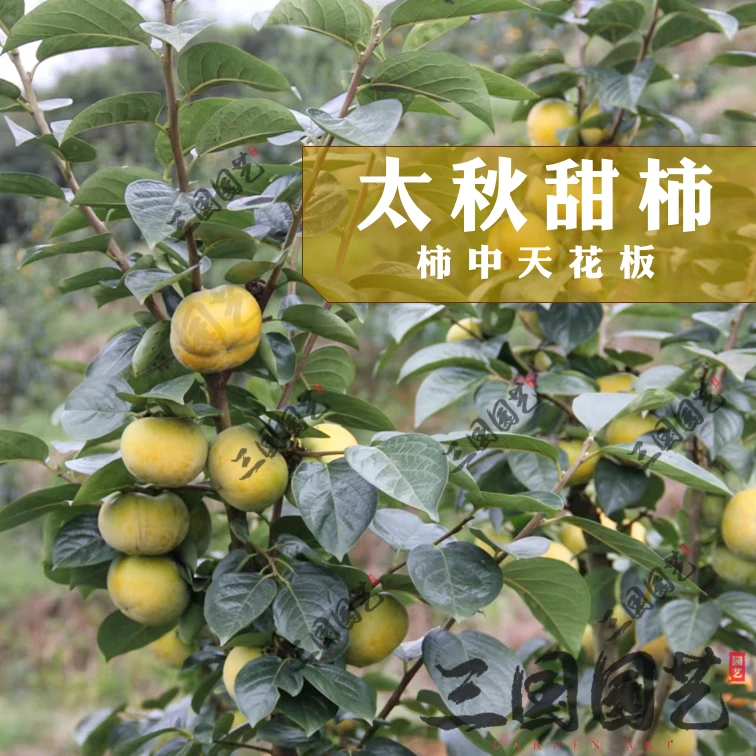 太秋甜柿果树苗——酥脆多汁高糖香甜脆柿品种种植发货苗木成活率