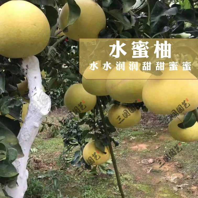 国昱水蜜柚果树苗汁水饱满好吃易栽种嫁接苗新品种柚子种植柚子树
