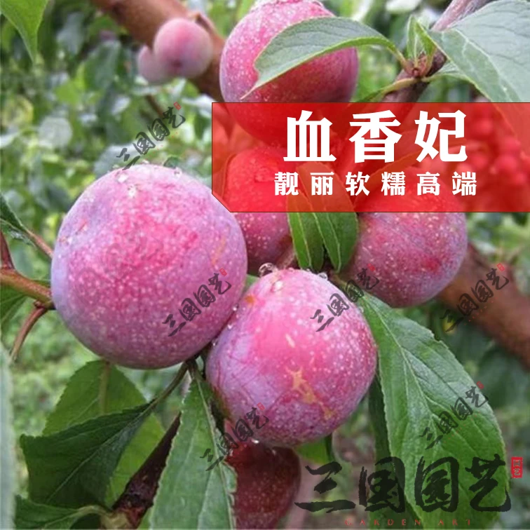 血香妃李子苗——嫁接苗好吃易种果树苗大果李子苗浓香软糯