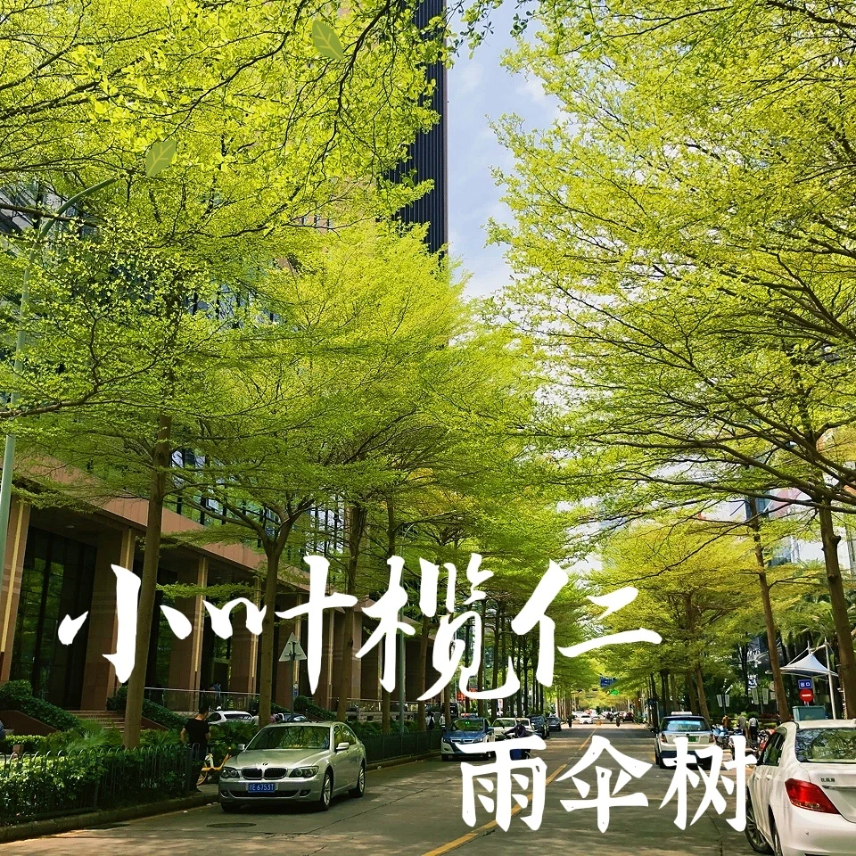 小叶榄仁黄花树苗庭院绿化遮荫雨伞树苗木小苗行道风景树