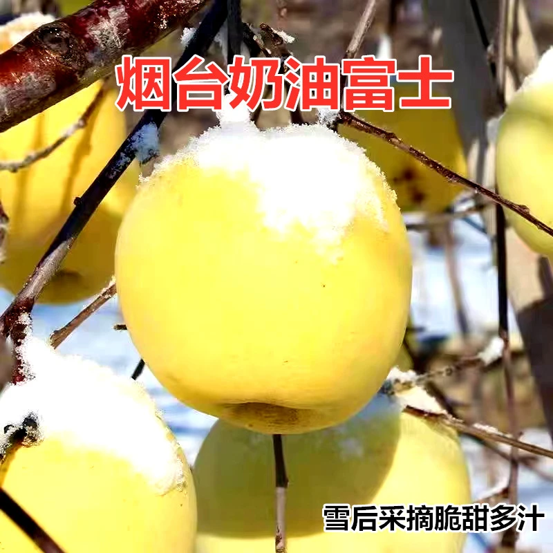 京东快递奶油富士苹果农产品新鲜原产地发货烟台水果黄富士