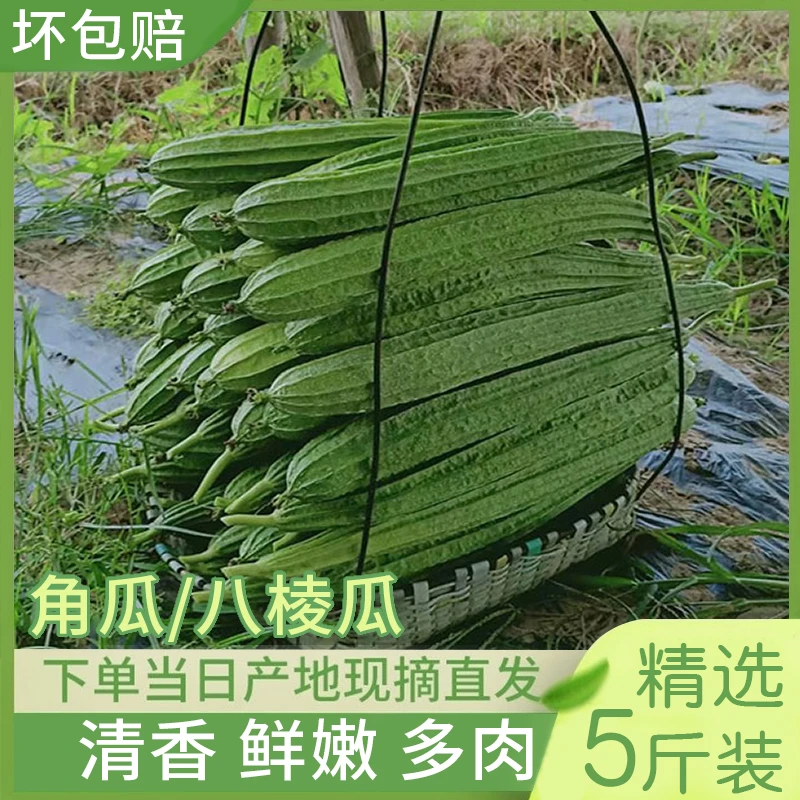 顺丰包邮棱角瓜长丝瓜水瓜肉瓜现摘现发5斤新鲜农家种广东八棱瓜