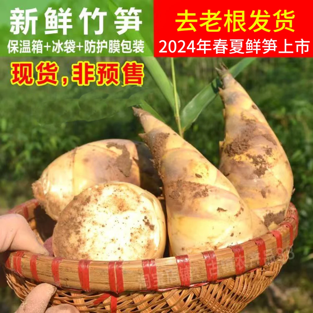 福建现挖新鲜绿笋马蹄笋春夏笋竹笋黄泥笋尖甜笋油焖笋野生蔬菜
