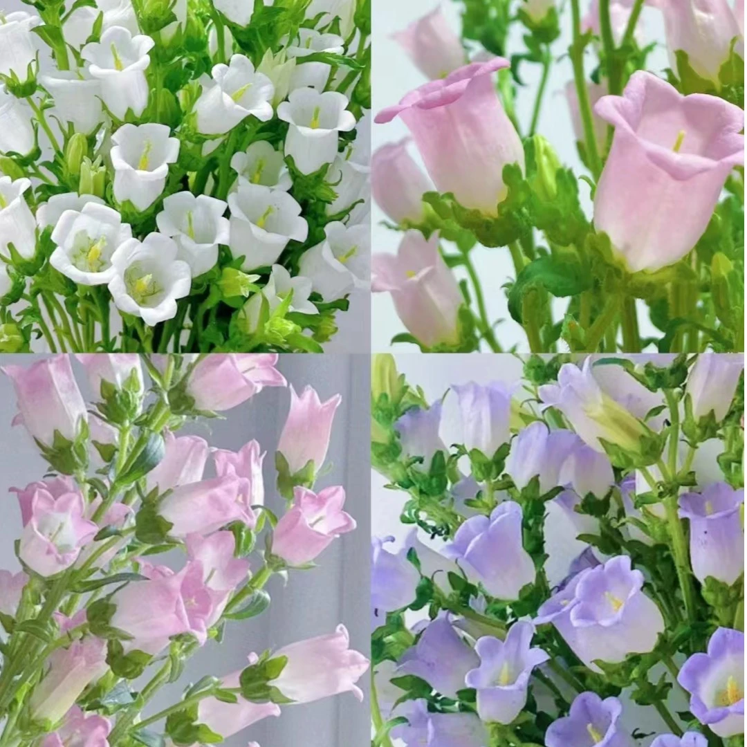 （风铃优选）随机色风铃2把   【包邮】