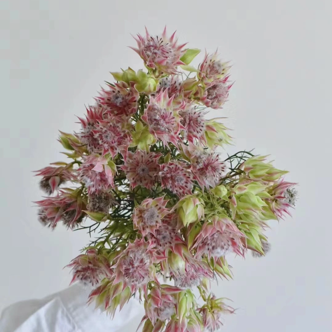 （高端花材）南非新娘1把  一单包邮