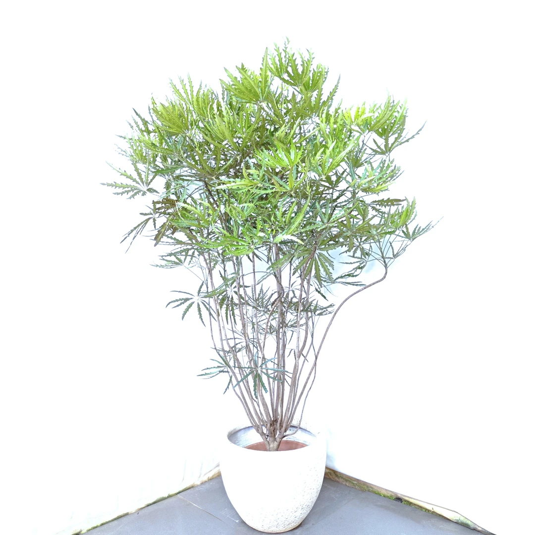 老桩造型孔雀木绿植盆栽室内大型绿植客厅卧室阳台办公室落地好养