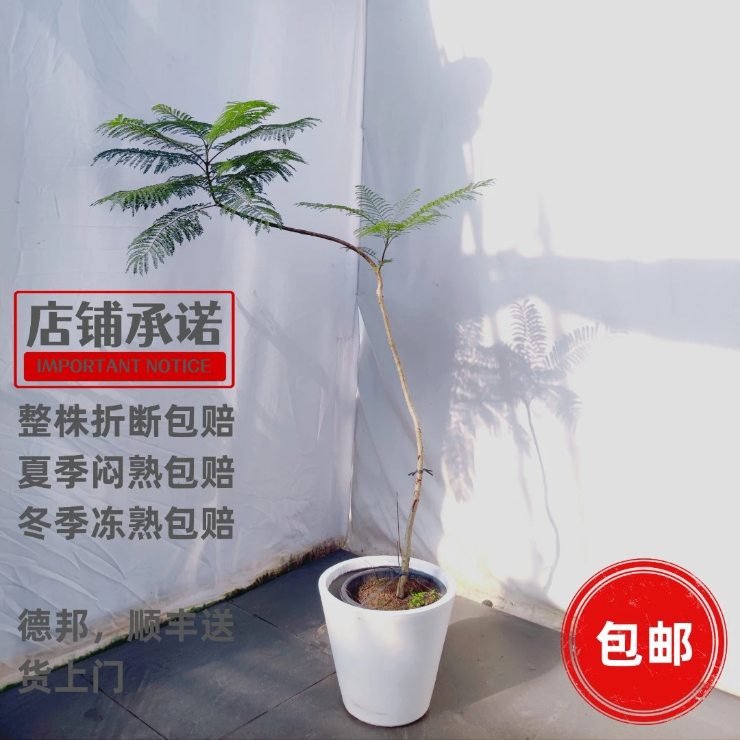 造型蓝花楹绿植盆栽 ins风网红植物 大型室内绿植吸甲醛净化空气