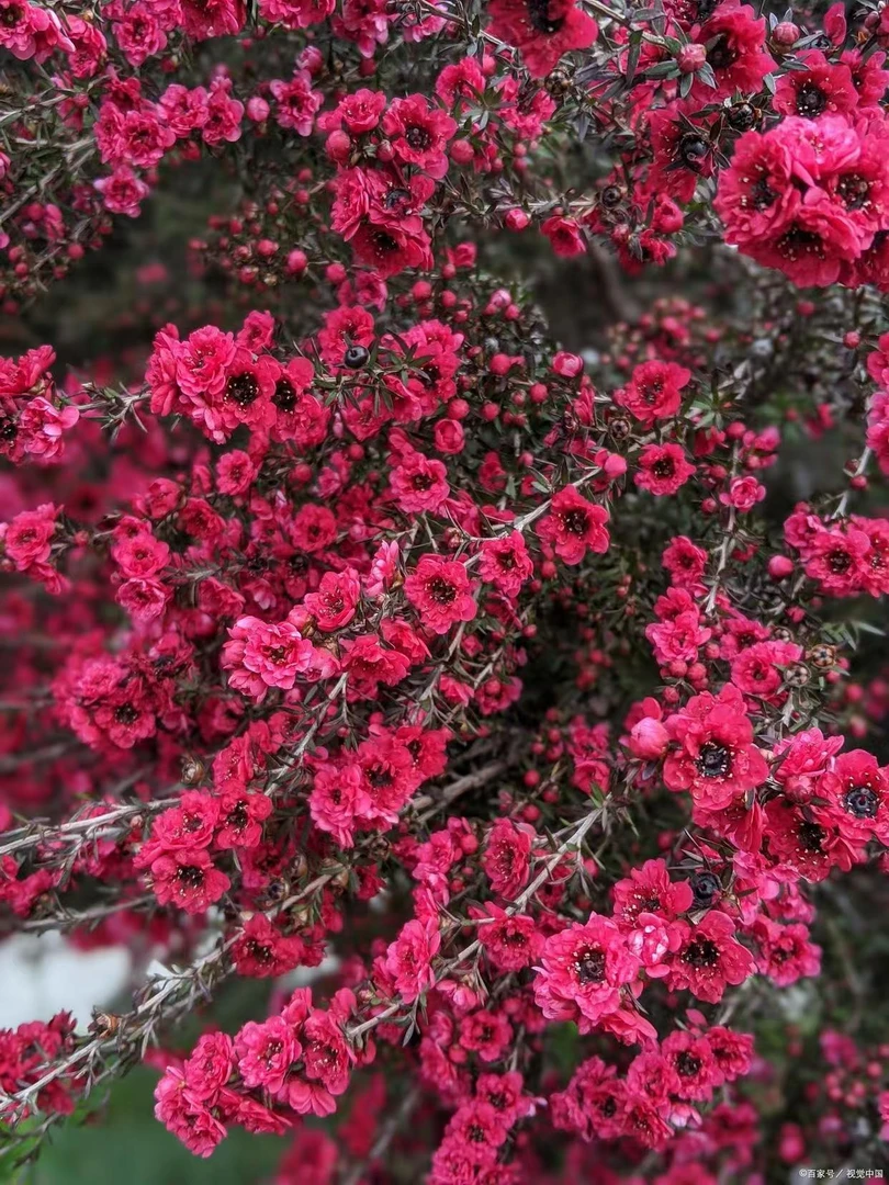 松红梅棒棒糖多年生多季开花盆栽新手易养护