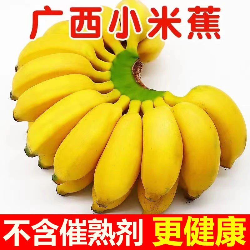 广西小米蕉新鲜水果现摘应季水果天然自然成熟小香蕉香甜可口整箱