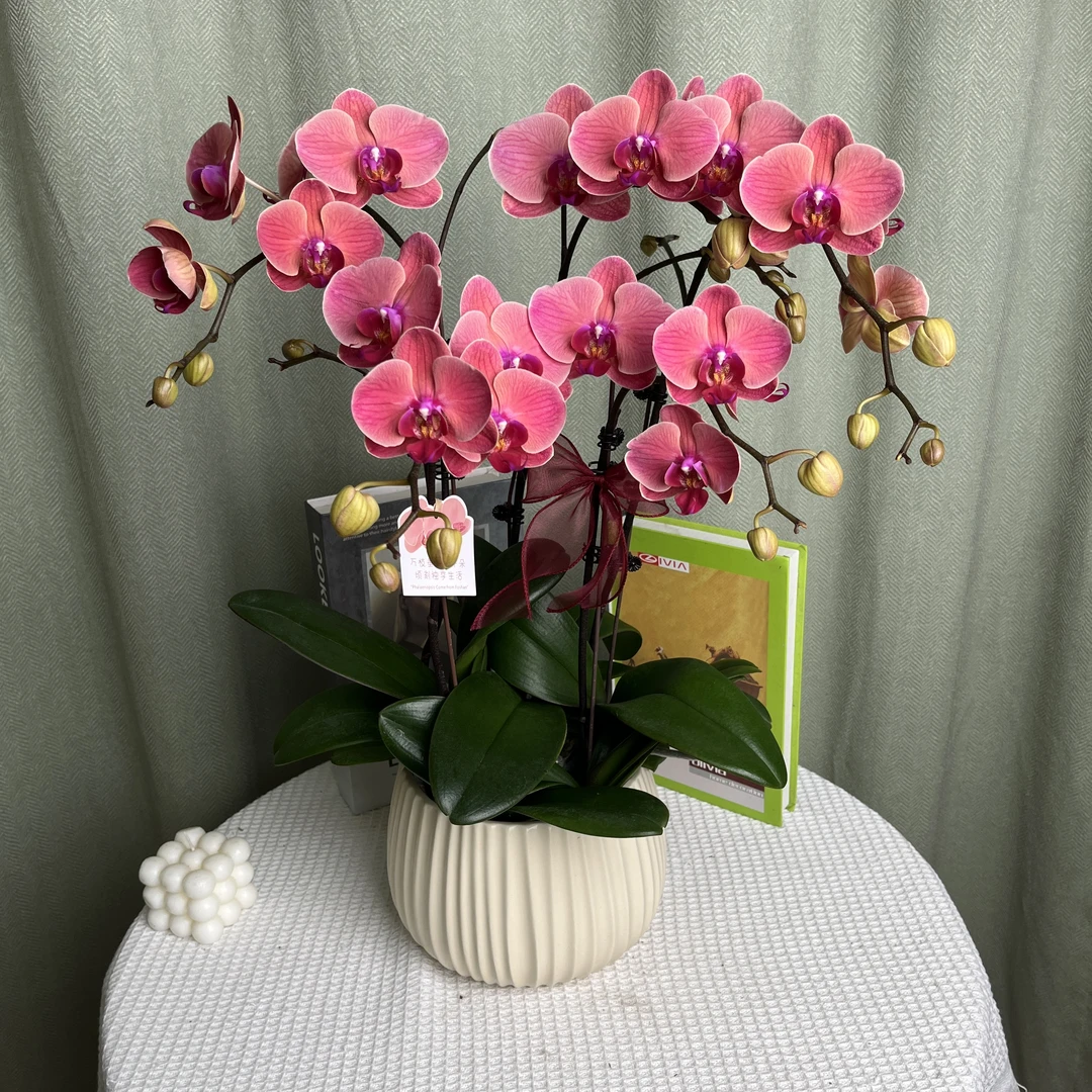 【小桔灯】 稀有色系蝴蝶兰 室内商务礼品花 花期长