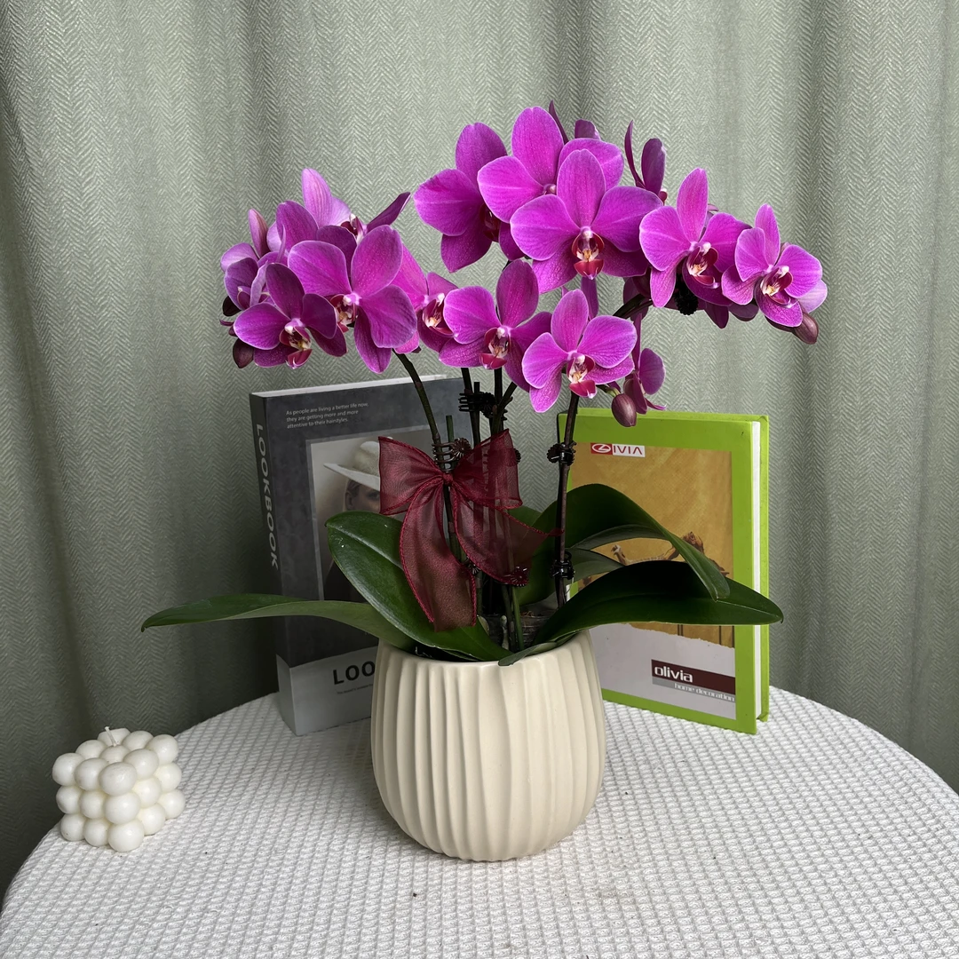 【红蜻蜓】蝴蝶兰 紫色系 室内桌面款组盆 高端鲜花绿植