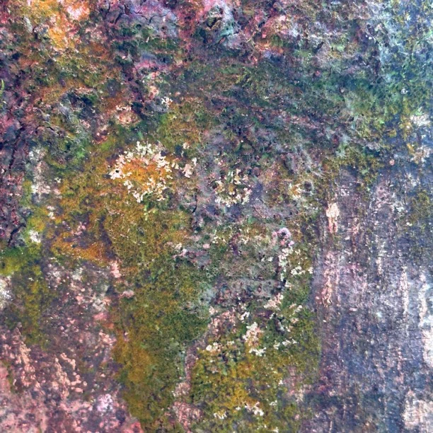 【缅山岭山货】黑灵芝