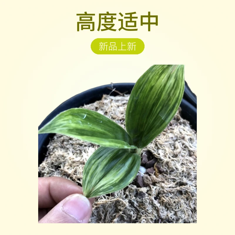 云南滑皮磨砂兔耳兰绿植盆栽室内装饰
