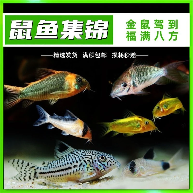 鼠鱼集合小型热带观赏工具鱼草缸清道夫除藻超萌好物