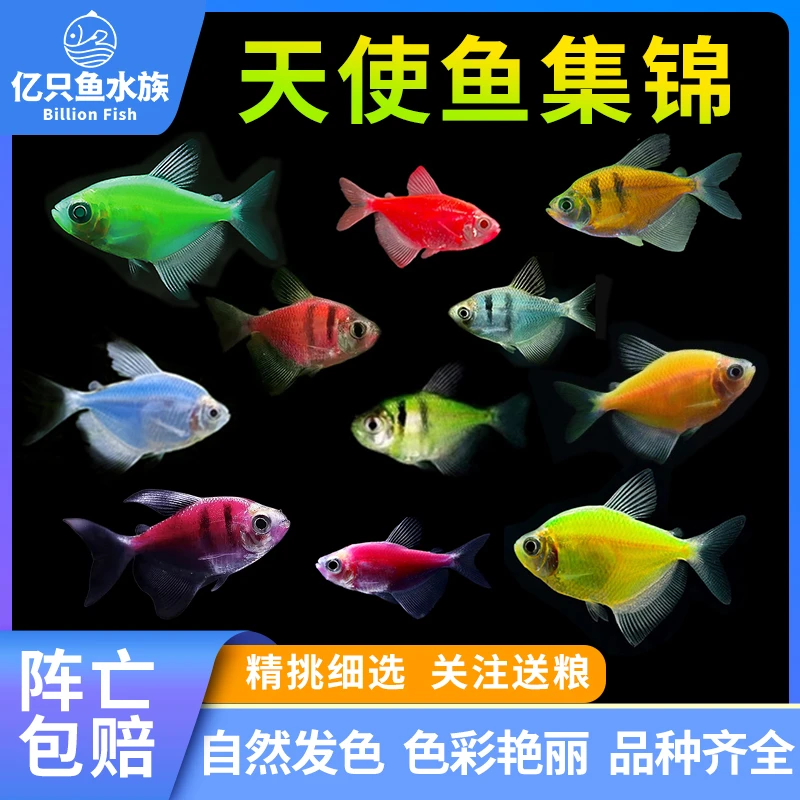 七彩天使鱼小型热带观赏鱼颜色丰富群游好养适合新手