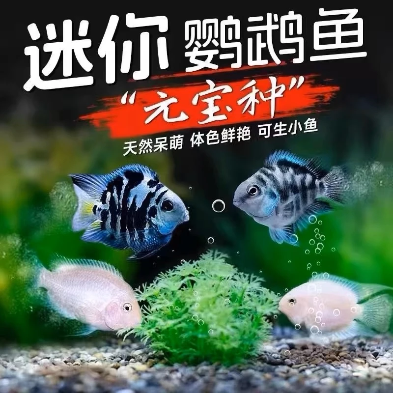 精挑迷你鹦鹉鱼胭脂宝蓝白金种鱼活体易活适合懒人养殖观赏鱼