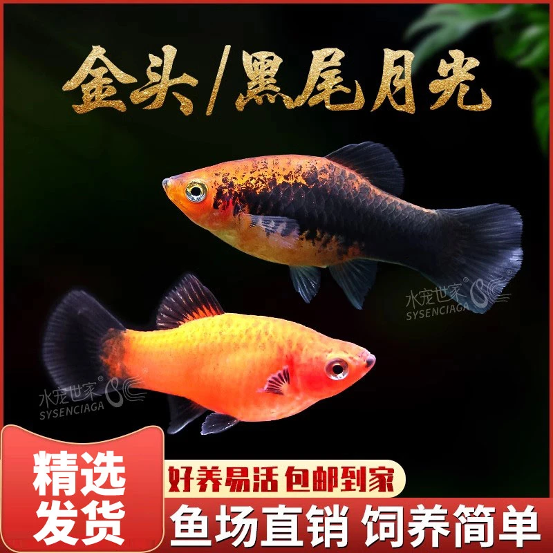 黑尾月光鱼金头月光鱼胎生鱼热带小型鱼活体观赏鱼马小鱼
