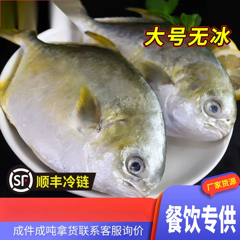 特大金鲳鱼批发鲜活冷冻金昌鱼冻品水产金鲳鱼冰鲜批发整箱新鲜