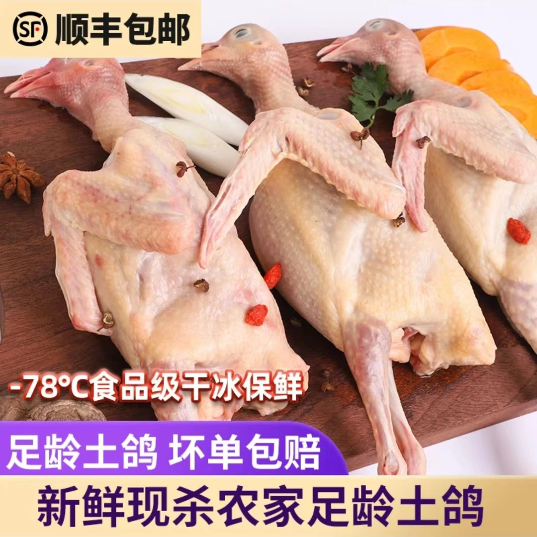 【顺丰直发】新鲜乳鸽土鸽子沂蒙山区农家散养鸽子放飞活体乳鸽子