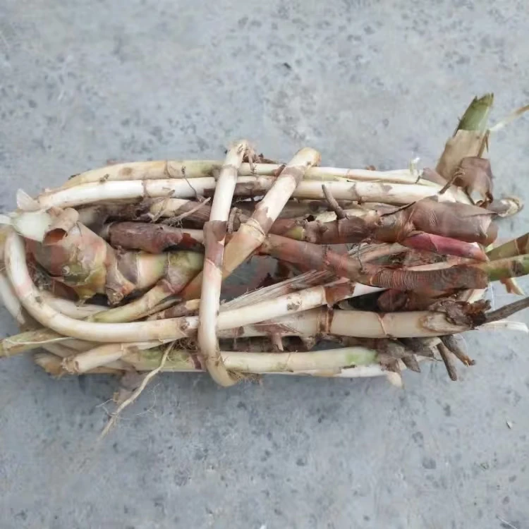 春砂根阳春蟠龙春砂鲜根春沙根湿春砂茎 包邮