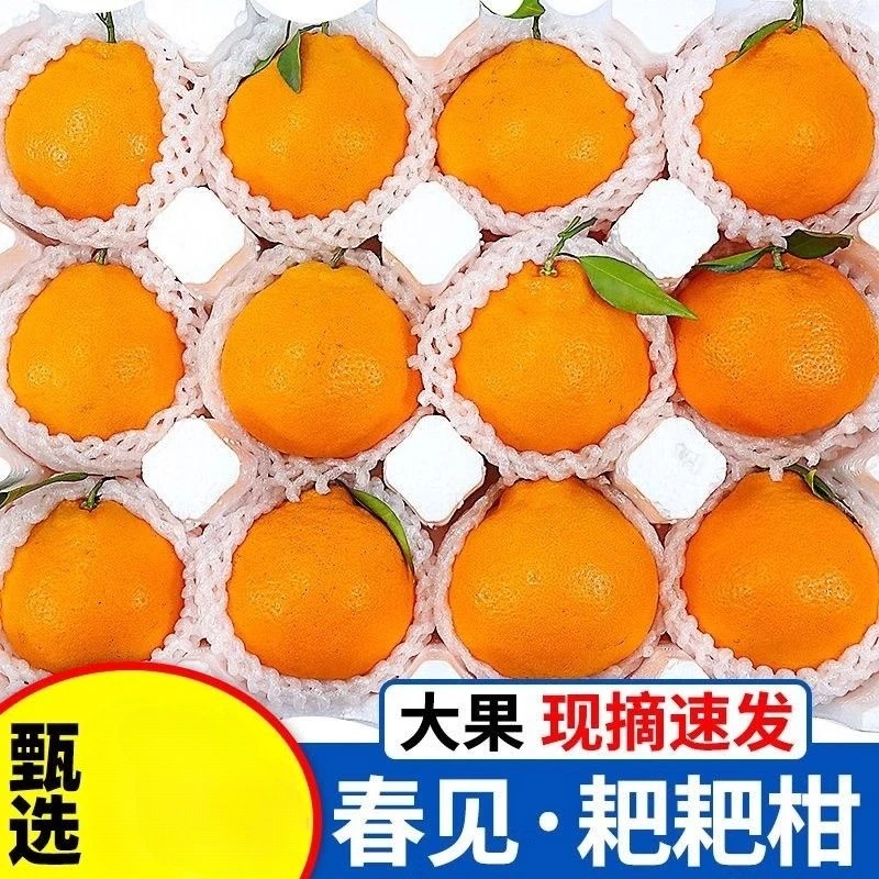 【与辉同行东方甄选】正宗四川粑粑柑桔子丑橘大果柑橘新鲜水果批发