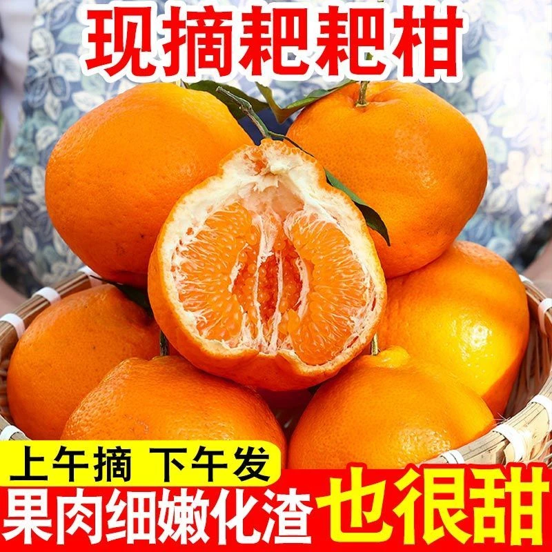 【与辉同行东方甄选】四川春见粑粑柑丑橘不知火桔子新鲜应季皮薄