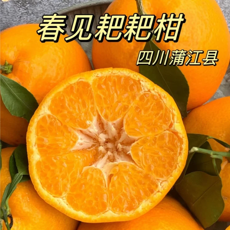 正宗四川春见耙耙柑新鲜时令水果，无籽，易剥皮，入口化渣4.5-5斤T