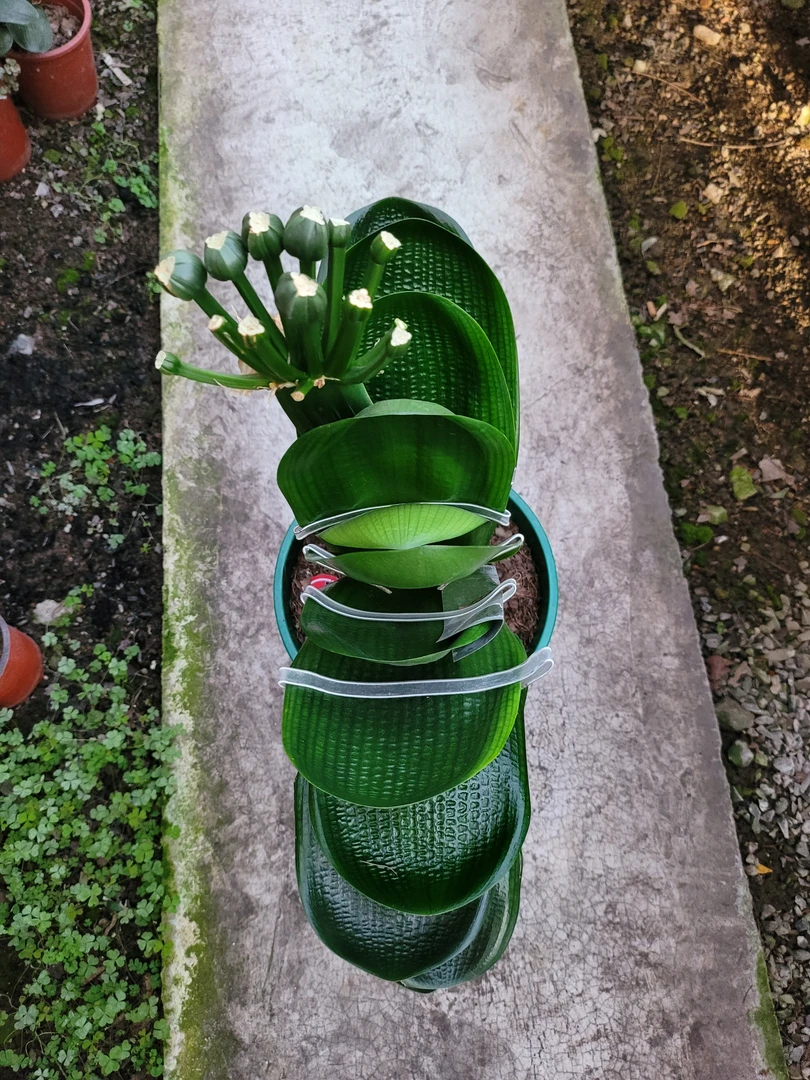 君子兰花中球霸系列