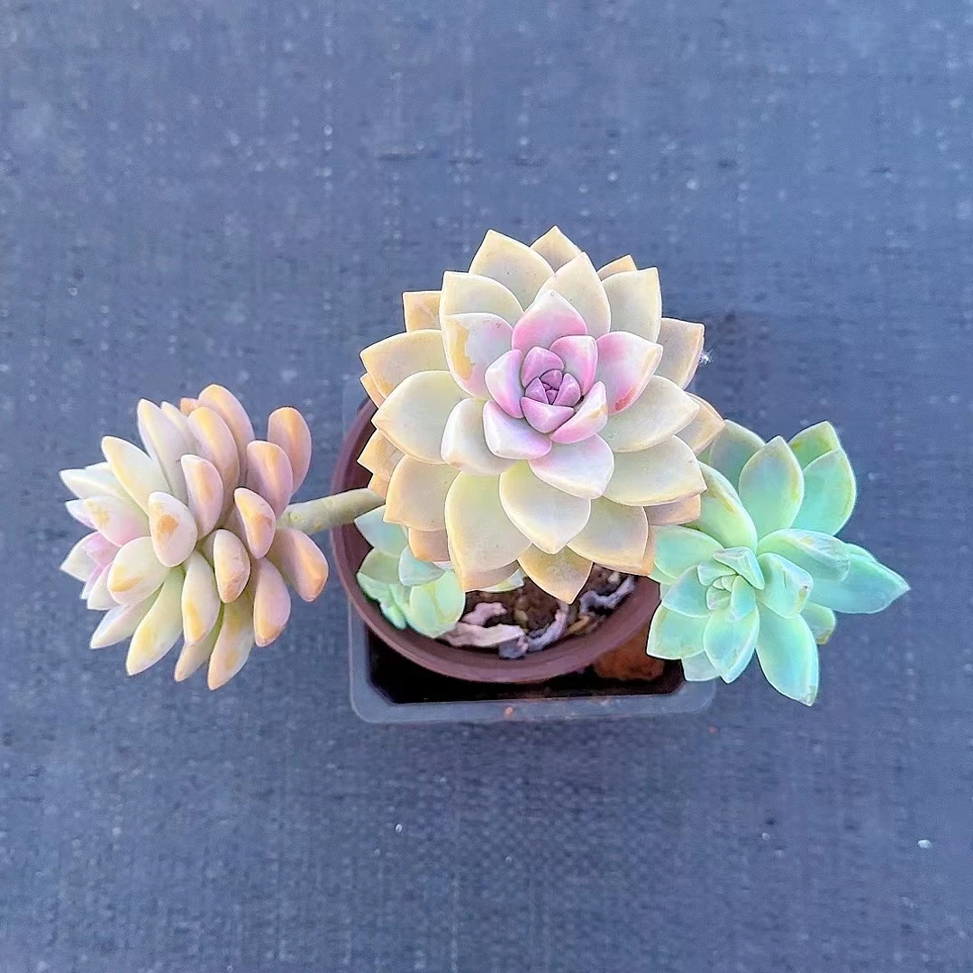 老桩紫雾  拍一发二  脱土发货  好看好养多肉  满2单包邮