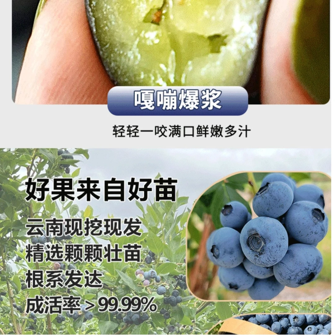 【珠宝蓝莓果树苗】云南直发果苗蓝莓苗盆栽地栽南北方种植果树果苗