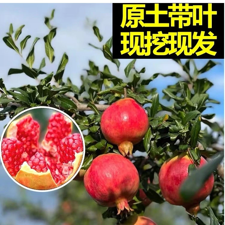 【会理石榴】云南直发正宗软籽石榴树苗原土南北当年结果庭院大苗