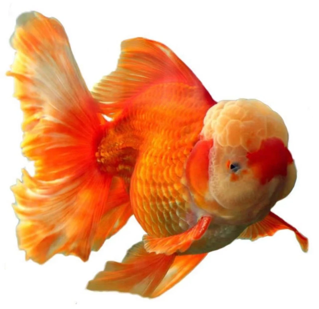 原塘直发金鱼 直播间拍卖专用链接 私拍随机发其他物品