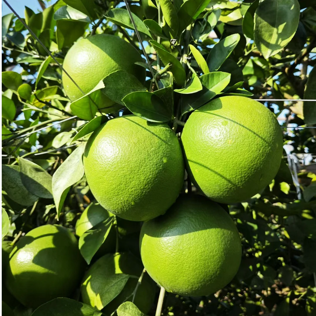 【甘甜大果A】鸡尾葡萄柚 正宗甜爆汁青皮黄肉 东海塘特产精选