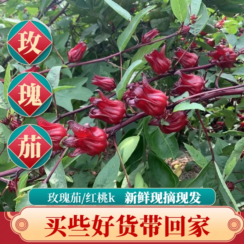 2025桂林新鲜洛神花玫瑰茄红桃k整朵泡酒酵素蜜饯果脯现摘食用花