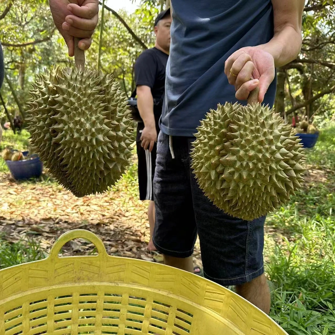 E【一号ZT】一物一拍泰国金枕榴莲路途10-15%水分重量蒸发请勿生切