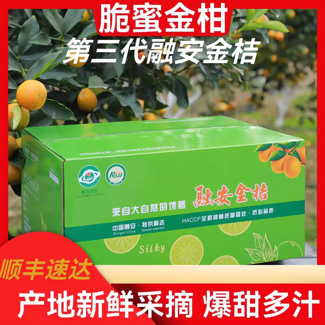 桔皇后融安脆蜜金桔基地金柑皮薄多汁鲜采摘中果品质实惠装主播用
