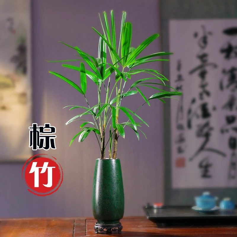 棕竹盆栽花卉绿植室内好养办公室耐阴盆栽花卉净化空气网红植物