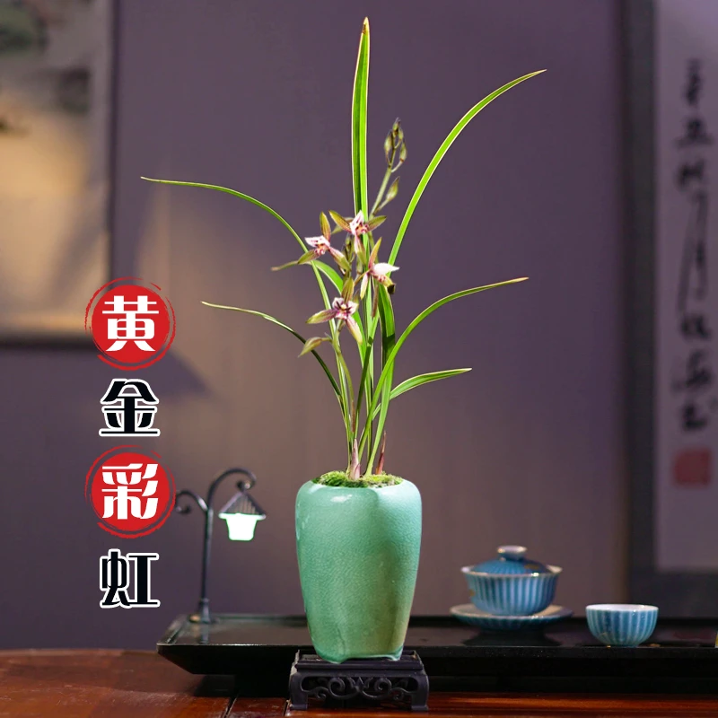 黄金彩虹盆栽浓香四季常青净化空气植物室内客厅好养花卉绿植