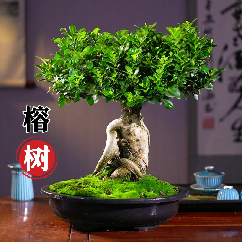 榕树盆栽室内客厅四季常青盆景净化空气观花植物吸甲醛绿植花卉